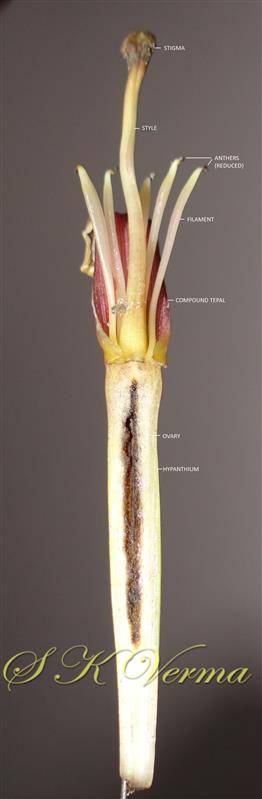  Female flower  V.S.